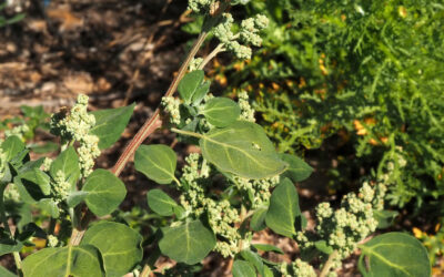Chenopodium Vulvaria Yatık Sirken Özellikleri, Nerede Yetişir?