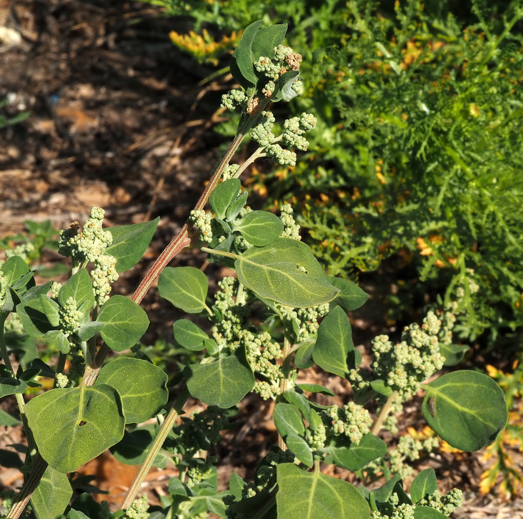 Chenopodium Vulvaria Yatık Sirken özellikleri