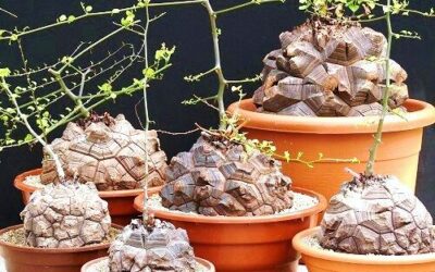Fil Ayağı (Dioscorea elephantipes) Bitkisi