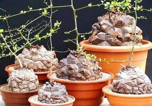 Fil Ayağı (Dioscorea elephantipes) Bitkisi