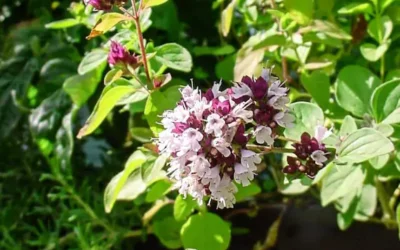 Kızıl Kekik Yağı (Wild Red Oregano Oil) Özellikleri, Faydaları
