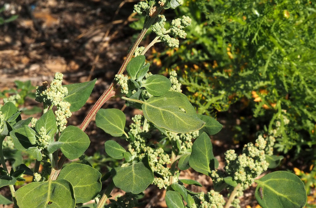 Lipandra Polysperma nedir