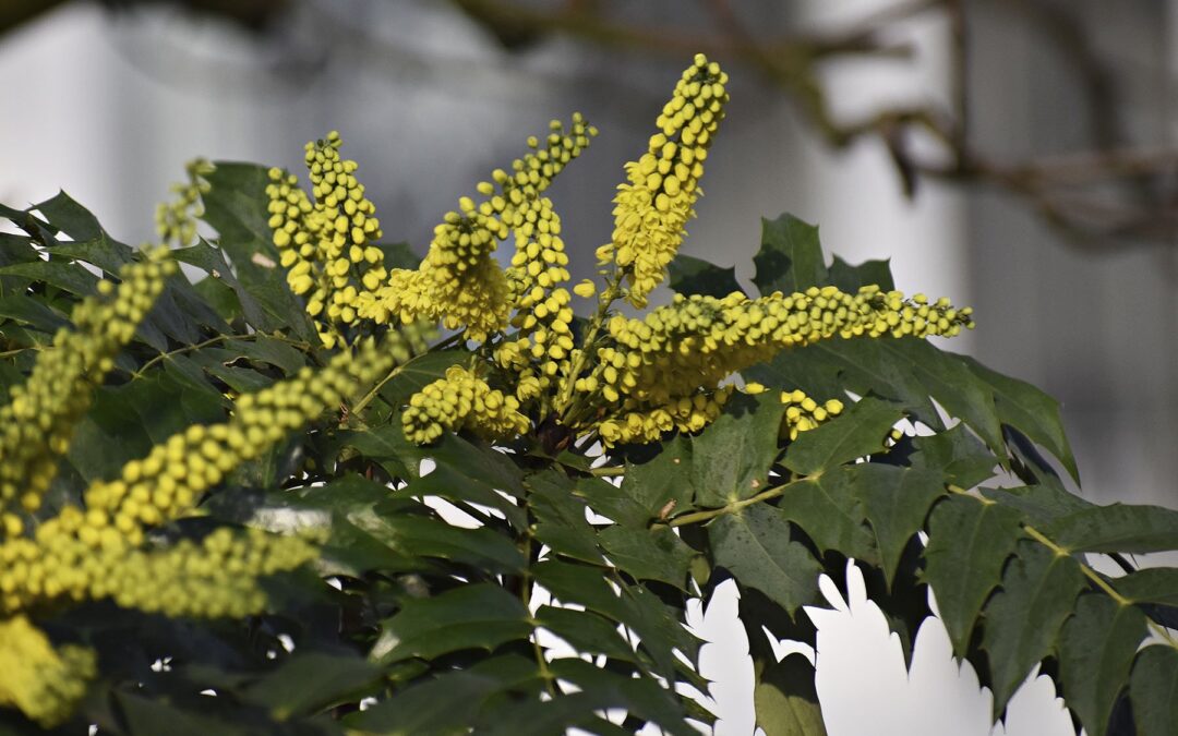 Mahonia (Sarıboya Ağacı) Faydaları Nelerdir?