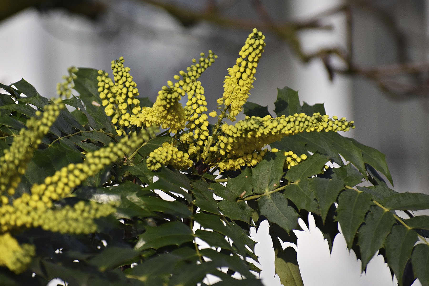 Mahonia (Sarıboya Ağacı) Faydaları Nelerdir