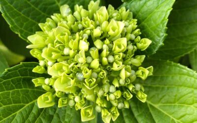 Ortanca Neden Çiçek Açmaz?