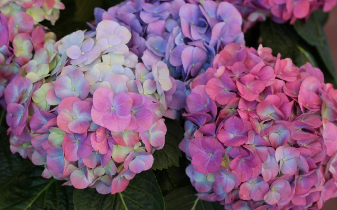 Ortanca Neden Renk Değiştirir?