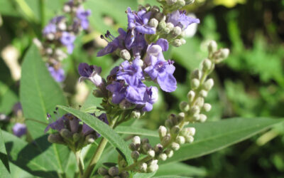 Östrojen Dominansı Nedir?