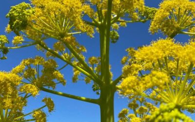 Silphium ve Ferula Tingitana: Tarihi ve Özellikleri