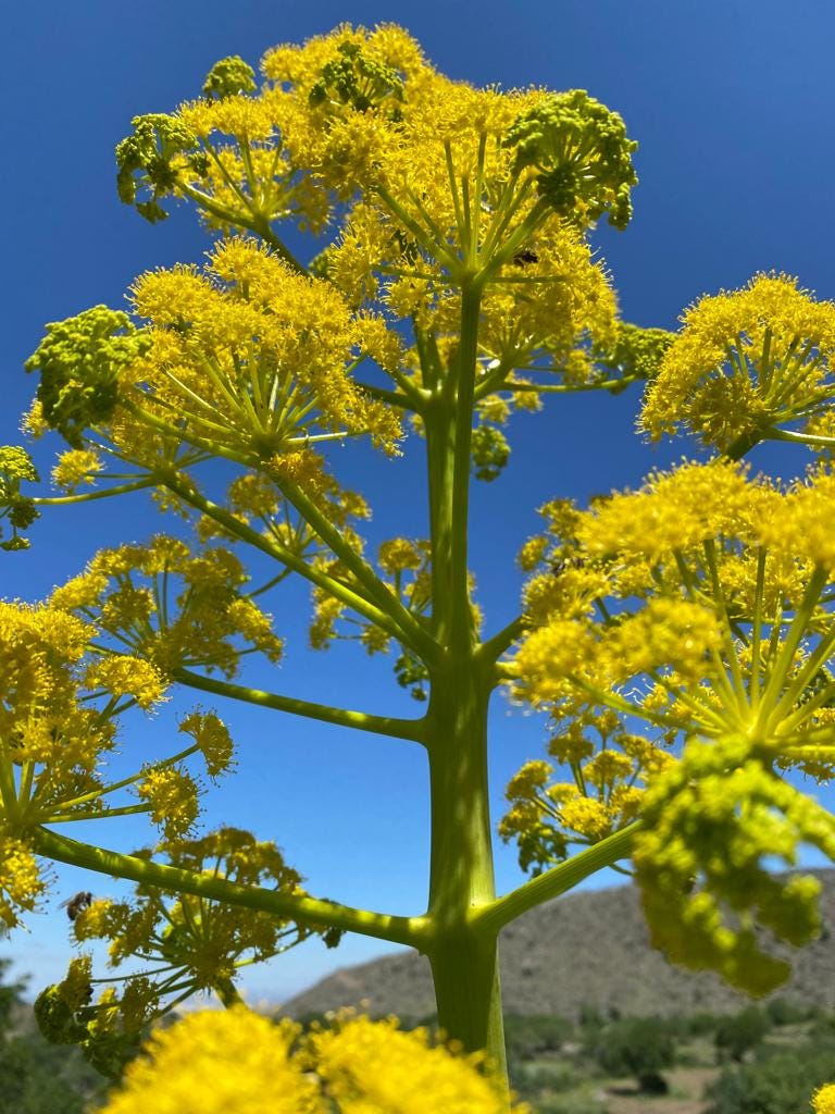 Silphium ve Ferula tingitana