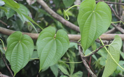 Tarçın Sarmaşığı (Dioscorea Bulbifera) Bitkisi