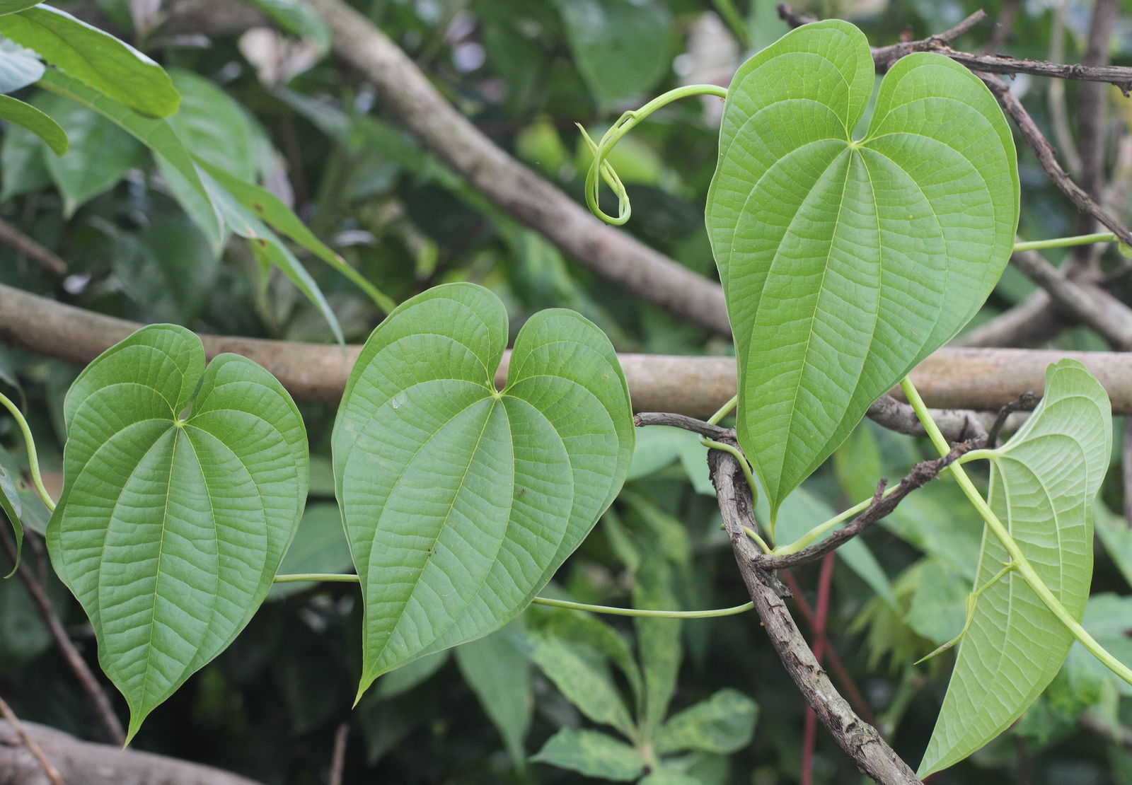 Tarçın Sarmaşığı (Dioscorea Bulbifera)