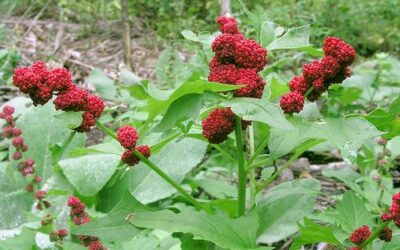 Blitum Nedir? Özellikleri