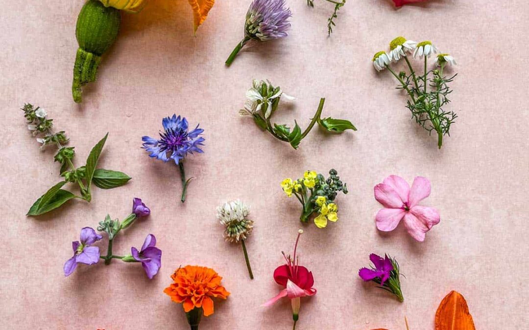 Yenilebilir Çiçekler: Yenilebilir Çiçek Türleri