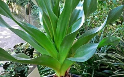 Ada Soğanı Kremi Nasıl Yapılır?