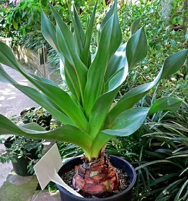 Ada Soğanı Romatizma için Etkili mi? Nasıl Kullanılır?