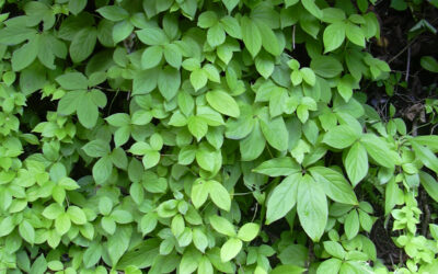 Dioscorea Nedir? Dolanbaç Bitkisi