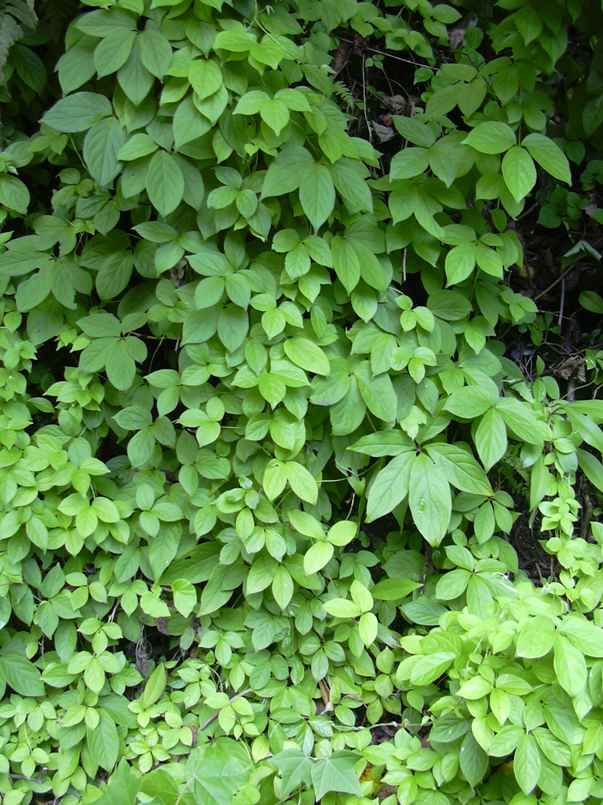 dioscorea dolanbaç bitkisi