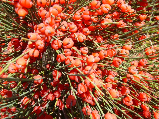 ephedra major deniz üzümü