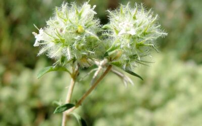 İspanyol Kekiği Nedir ve Nasıl Kullanılır?