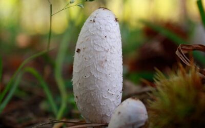 Pösteki Mantarı Yenir mi, Nerede Yetişir ve Faydaları