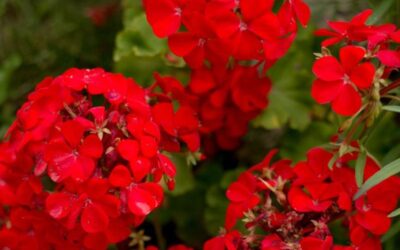 Sardunya Neden Çiçek Açmaz?