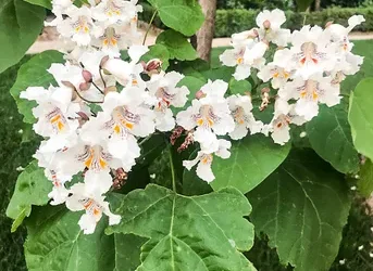 Katalpa (Sigara Çiçeği) Özellikleri, Bakımı
