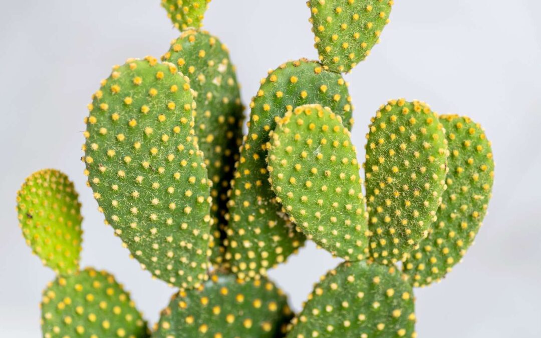 tavşan kulağı kaktüs çiçeği bakımı