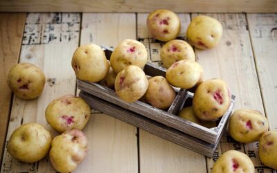 Warba Patates Nedir? Özellikleri, Neden Pahalı?