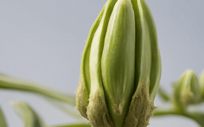 Kimse Tüketmek İstemiyor Ama… Okra Tohumu Bilinmeyen Şifa Kaynağı