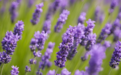 Lavanta Karabaş Otu Aynı mı?