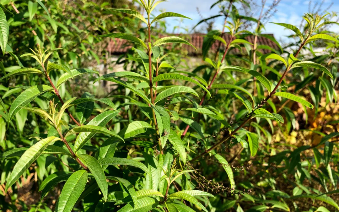 Lemon Verbena Nedir? Lemon Verbena Çayı