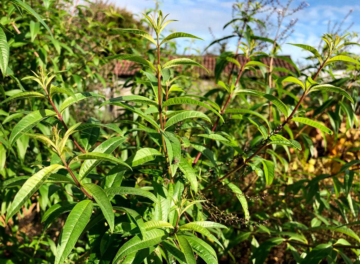 Lemon Verbena Nedir? Lemon Verbena Çayı