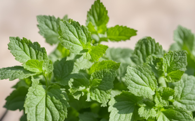 Limon Otu Melisa Aynı mı?