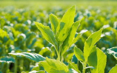 Organofosfat Nerelerde Kullanılır? Zararları