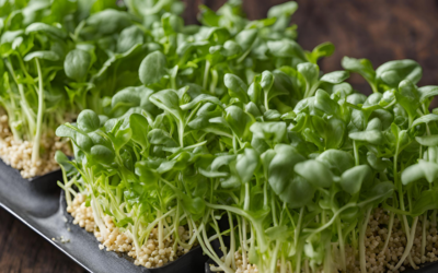 Tere Otu Roka Aynı mı?