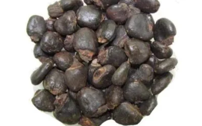 Bhilawa Nedir? Bhilawa Tohumu, Meyvesi