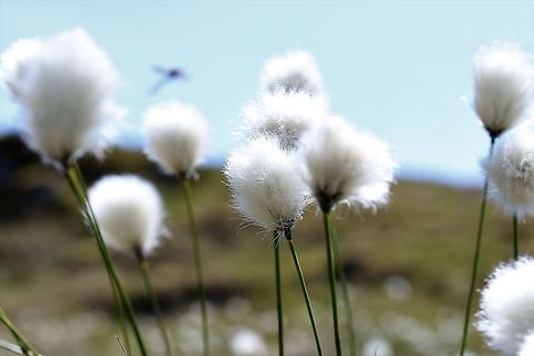 nordic cotton grass cilde faydaları