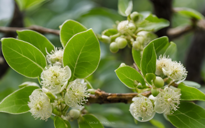 Brassaiopsis Glomerulata Nedir? Faydaları