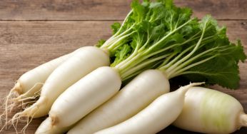 Daikon Turp Nedir? Daikon Turşusu Nasıl Yapılır?