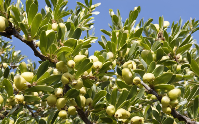 Damla Sakızı Yağı Nasıl Kullanılır? Neye İyi Gelir?