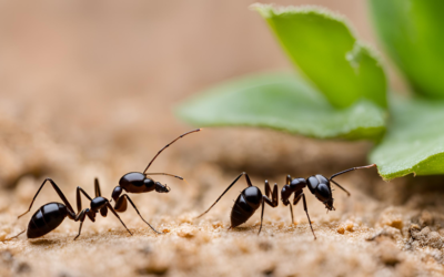 Evde Karıncalardan Kurtulma Yöntemleri