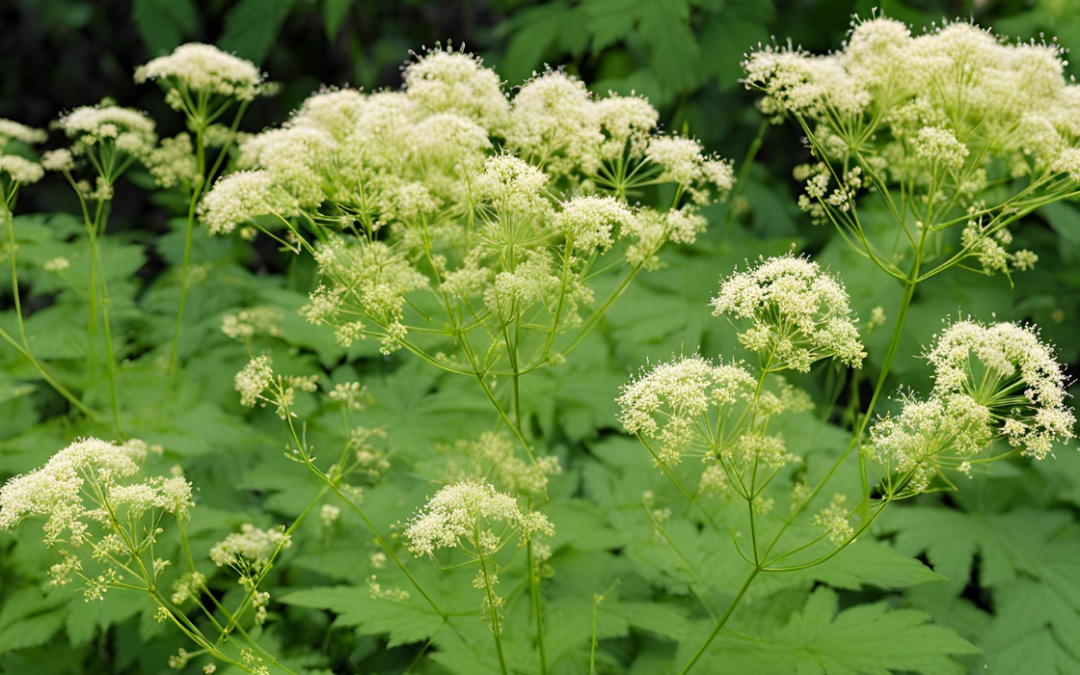 Filipendula Ulmaria (Keçi Sakalı Otu) Faydaları, Kullanımı