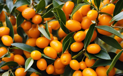 Kumkuat Tadı Nasıl? Kumkuat Nedir?