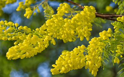 Gladiçya Meyvesi Yenir mi?