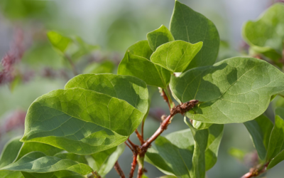 He Shou Wu (Fo-Ti) Nedir? Faydaları & Yan Etkileri