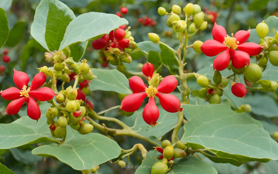 Huanarpo Macho Faydaları, Kullanımı ve Yan Etkileri