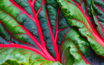 İsveç Pazısı Nedir? Farkı, Faydaları