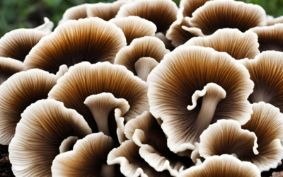 Koriolus Mantarı (Coriolus Versicolor) Nedir? Faydaları, Kullanımı