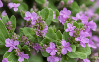 Limon Kekiği Nerede Kullanılır? Faydaları