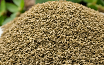 Mısır Anason (Ajwain) Nedir?